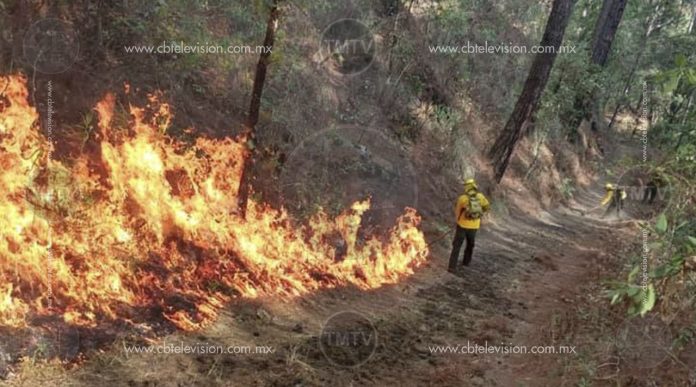 Después de 24 horas  y con ayuda de más de 100 brigadas lograron sofocar incendio en el Parque Nacional de Uruapan