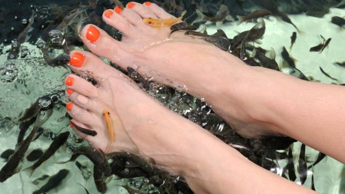 Ciudado: Pedicure con peces podría contagiarte de VIH y Hepatitis C