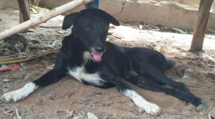 Perrito encuentra a bebé que había sido enterrado vivo