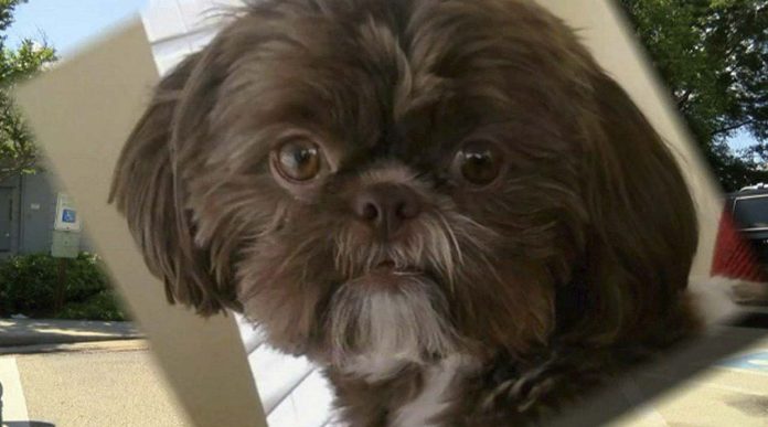 Sacrifican a perrita completamente sana para que fuera enterrada al lado de su dueña
