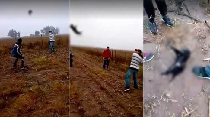 Sujetos usaron a perrito como pelota de béisbol, luego amenazaron a quien difundió las imágenes 