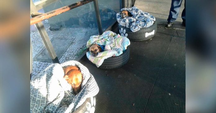 Estación de autobuses hace camitas para perros sin hogar