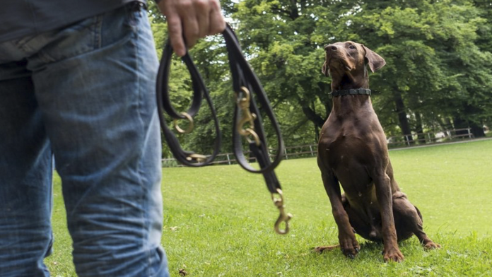 Abren licenciatura para entrenar perros