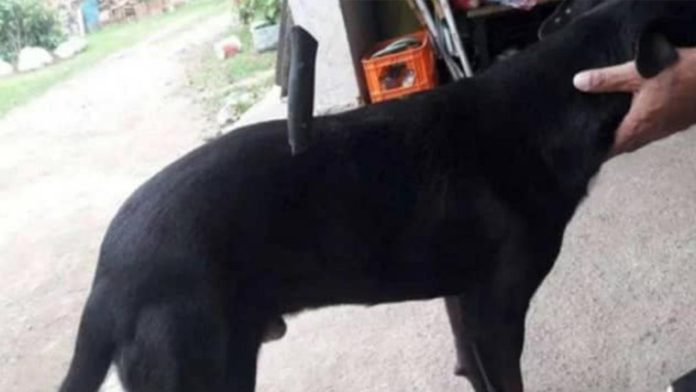 Perrito sale a pasear y vuelve con un cuchillo enterrado en el lomo