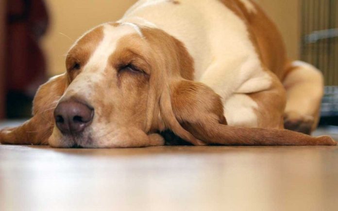 61% de los perros de más de 15 años sufren Alzheimer; ¿cómo detectarlo?