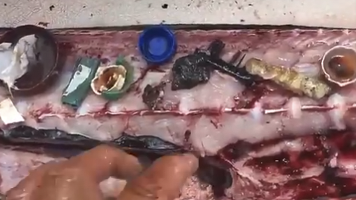 VIDEO: Chef mexicano encuentra restos de plástico en un pescado