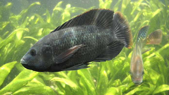 Mujer trans recibe implante de vagina hecha con piel de pescado