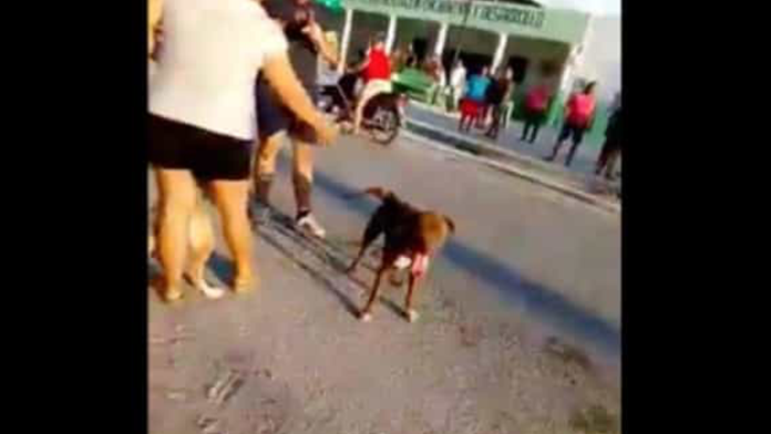 VIDEO: Libera a su Pitbull y lo provoca para que mate perritos callejeros en Yucatán