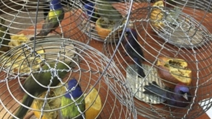 PROFEPA ha decomisado cerca de 11 mil productos de vida silvestre en 2019