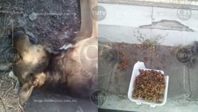 Perros son envenenados en la colonia Arko de San Antonio