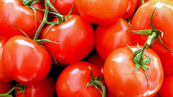 A partir del martes, México deberá pagar arancel para exportar tomate a Estados Unidos
