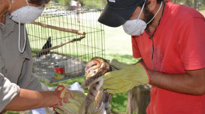 Se han decomisado en México cerca de 11 mil productos de vida silvestre en 2019