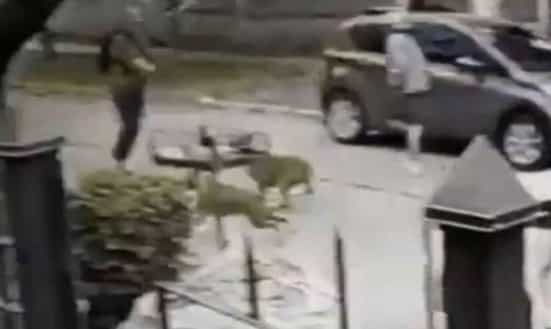 VIDEO: Dos perritos salvan a su dueño de ser asaltado VIDEO: Dos perritos salvan a su dueño de ser asaltado