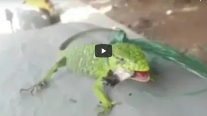 Video: Jóvenes amarran a una iguana y la obligan a fumar marihuana  