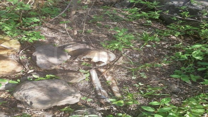 Encuentran cráneo y huesos humanos en el Cerro del Quinceo