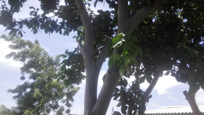 Joven de 22 años se quita la vida colgándose de un árbol