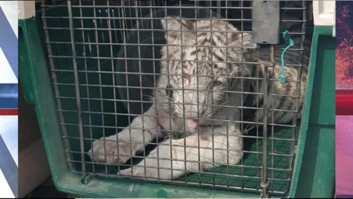 Catean domicilio y los recibe un Tigre Blanco