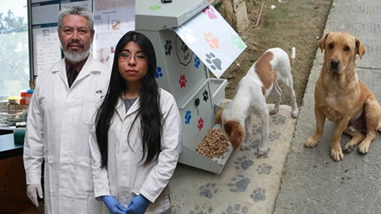 Alumna de la UNAM desarrolla croquetas anticonceptivas para perritos sin hogar Alumna de la UNAM desarrolla croquetas anticonceptivas para perritos sin hogar