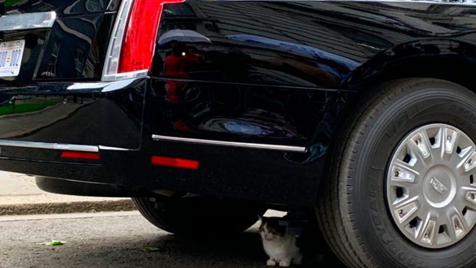 Gatito burla del Servicio Secreto de Trump