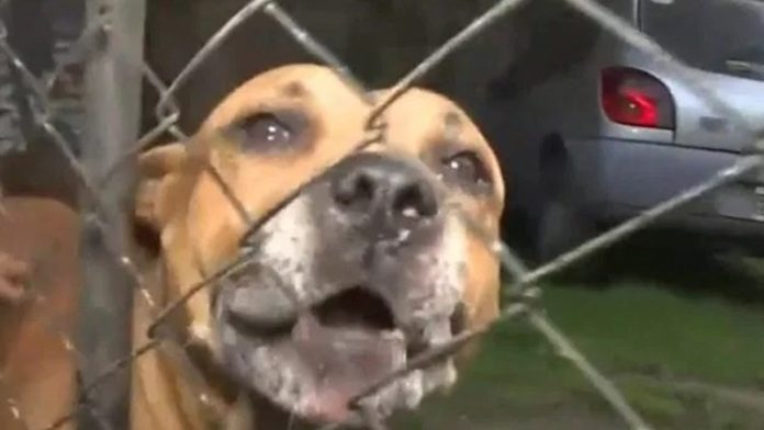 Amputan la pierna a ladrón luego de ser atacado por perros; ahora dueña enfrenta cargos