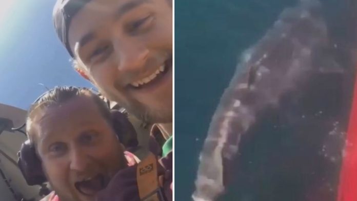 Video: “A ver cómo nadas, bastardo”, gritan pescadores luego de amputar a un tiburón