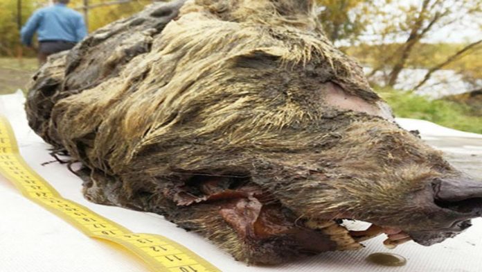 Encuentran cabeza fosilizada de lobo gigante