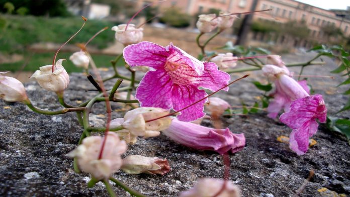 Las plantas también se encuentran en peligro de extinción