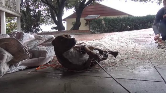 Perrito recibe caricias por primera vez y su reacción se vuelve viral