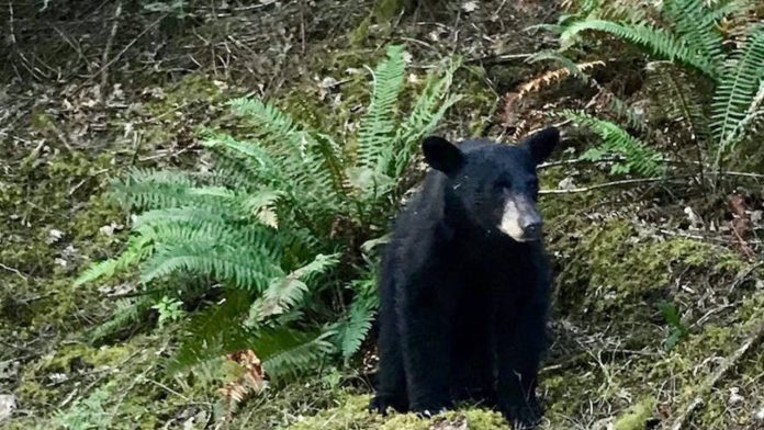 Sacrifican a oso negro por acostumbrarse a la comida de los turistas