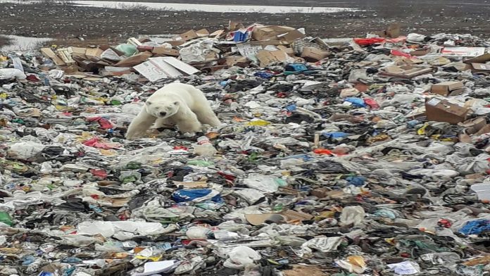 Video: Oso polar es captado buscando comida en un basurero