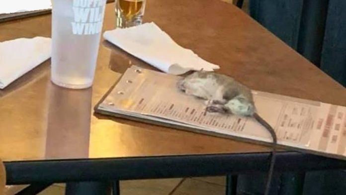 Rata cae del techo sobre la mesa de un comensal en restaurante de alitas