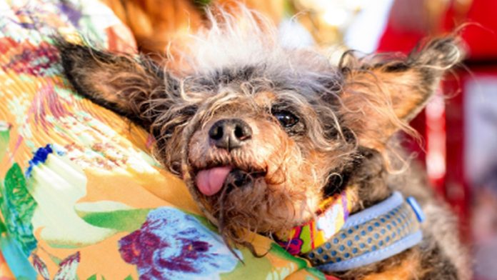 Perrito callejero gana 500 dólares por ser el perro más feo del mundo