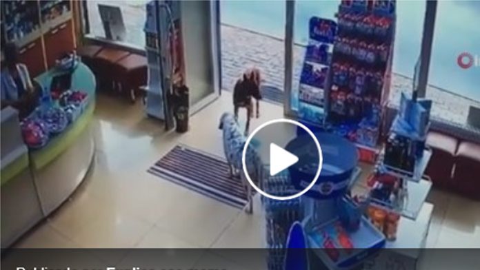 Video: Perrito con pata lesionada pide ayuda en farmacia