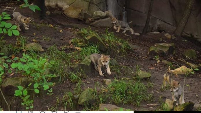 Video: Nacen seis cachorros de lobo mexicano, una especie en peligro de extinción