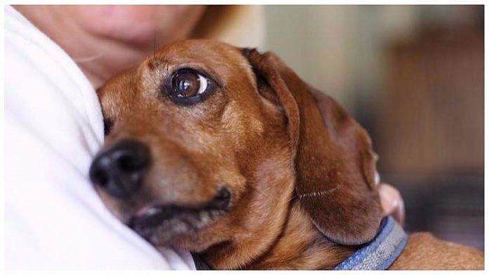 Perrito pide auxilio después de lastimarse