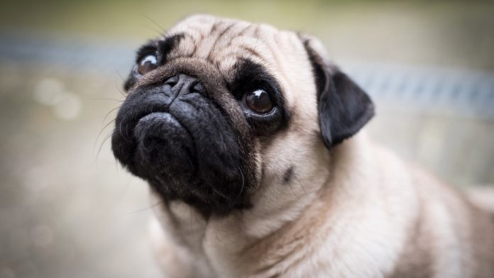 Holanda prohíbe la cría de pugs y bulldog francés