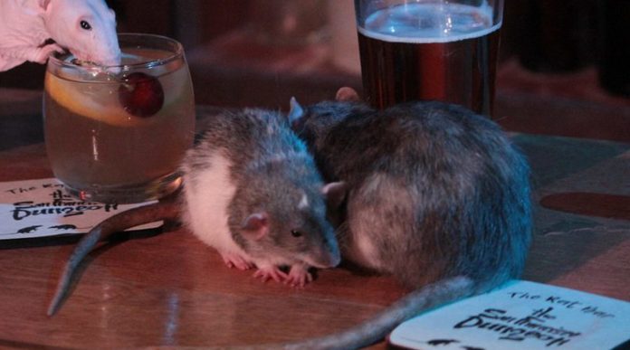 Abren bar donde los clientes pueden convivir con ratas mientras se embriagan