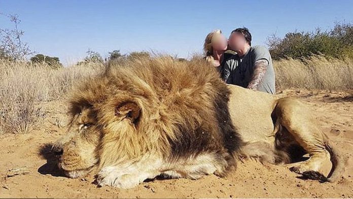 Pareja besándose junto a un león que mataron causa indignación