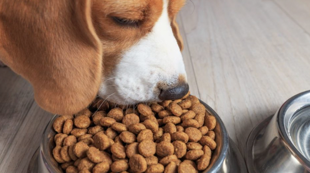 16 marcas de croquetas relacionadas con enfermedades cardíacas en perros 16 marcas de croquetas relacionadas con enfermedades cardíacas en perros