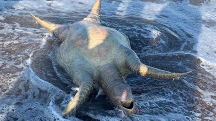Semarnat descarta afectaciones al medio ambiente por derrame de ácido sulfúrico de Grupo México