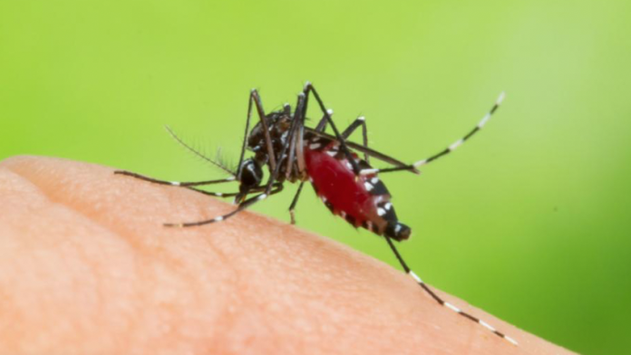 La mayoría de enfermos con dengue en Michoacán se encuentran en Lázaro Cárdenas.
