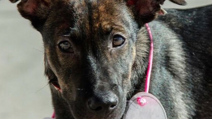 Adoptaron a 