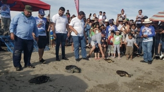 Reintegra Profepa ejemplares de tortugas marinas a su hábitat natural 