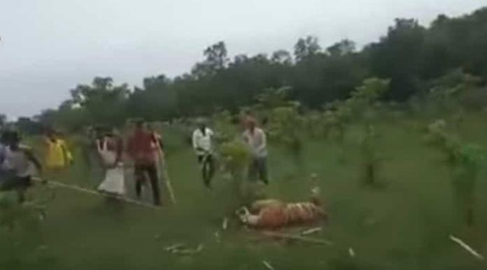 VIDEO (+18): Multitud golpea hasta la muerte a una trigresa  