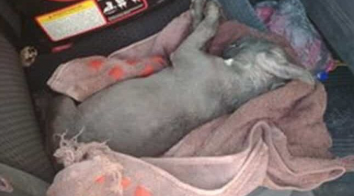 Perritos mueren por insolación; su dueña se fue de compras y los dejó en el coche