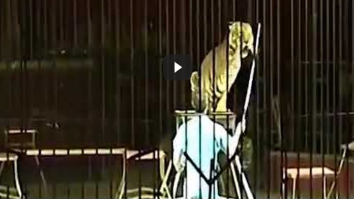 Domador de circo muere atacado por cuatro tigres