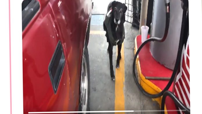 Negrita, la perrita que consiguió empleo en Edomex