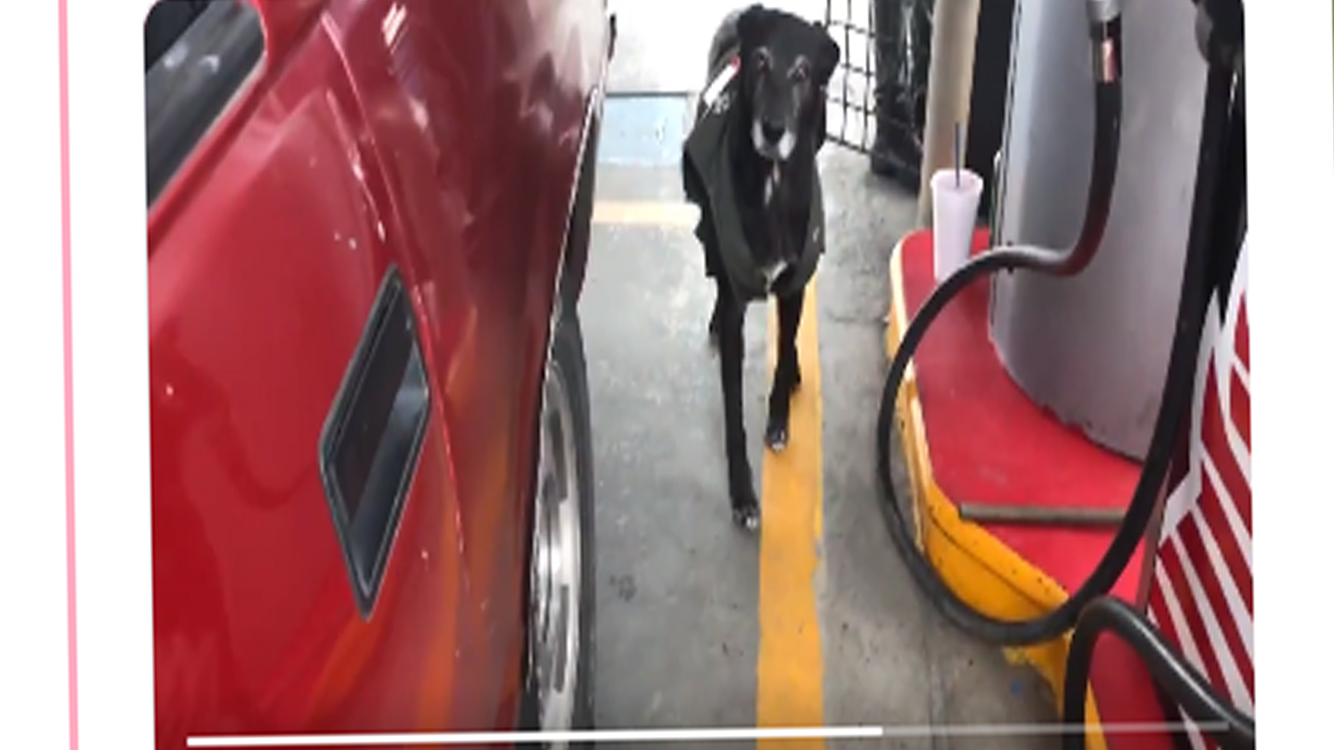 Negrita, la perrita que consiguió empleo en Edomex Negrita, la perrita que consiguió empleo en Edomex