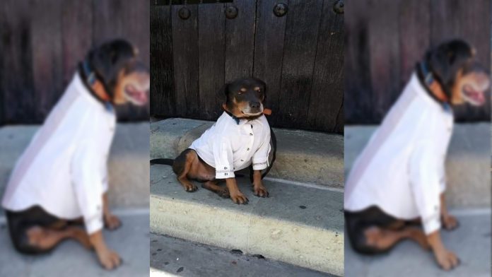 Video: Mazapán, el perrito bailarín usa guayabera para asistir a la Guelaguetza