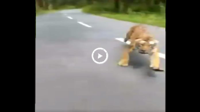 Video: Motociclistas escapan del ataque de un tigre
